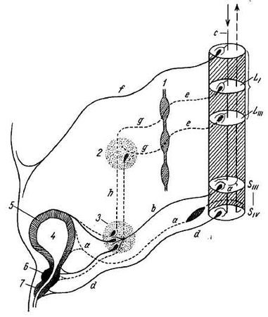 Михаил Привес, Николай Лысенков и др. - Анатомия человека