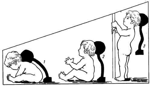 Михаил Привес, Николай Лысенков и др. - Анатомия человека