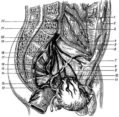 Михаил Привес, Николай Лысенков и др. - Анатомия человека