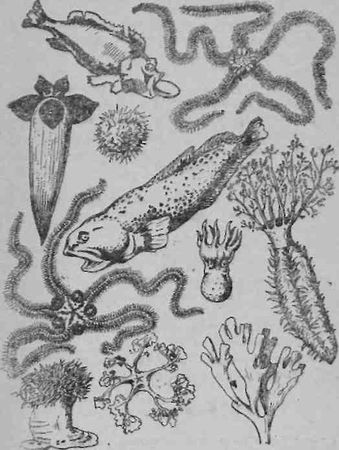 Борис Норд - Флейта бодрости