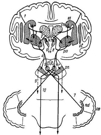 Михаил Привес, Николай Лысенков и др. - Анатомия человека