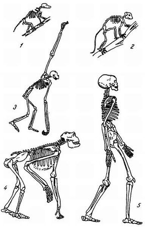 Михаил Привес, Николай Лысенков и др. - Анатомия человека