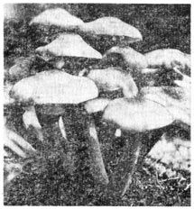 Михаил Величко - Маленькие путешествия вокруг большого города