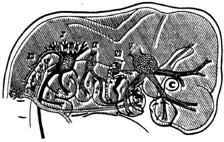 Михаил Привес, Николай Лысенков и др. - Анатомия человека