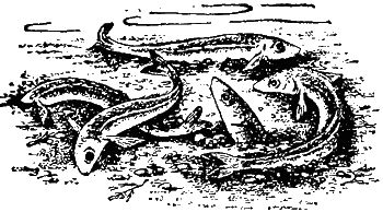 Игорь Акимушкин - Причуды природы