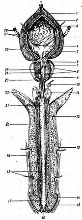Михаил Привес, Николай Лысенков и др. - Анатомия человека