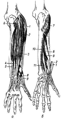 Михаил Привес, Николай Лысенков и др. - Анатомия человека
