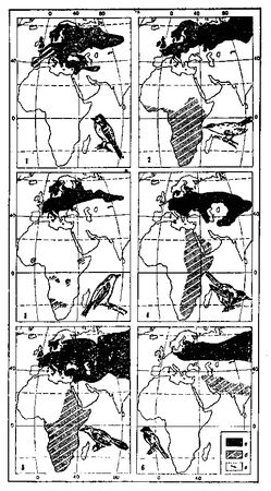 Леонид Соколов - Почему перелетные птицы возвращаются домой