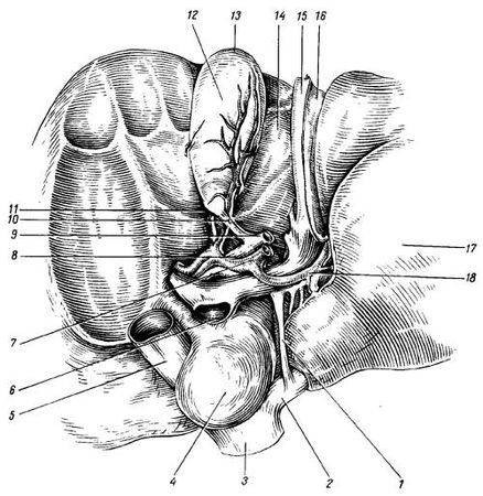 Михаил Привес, Николай Лысенков и др. - Анатомия человека