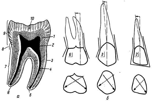 Михаил Привес, Николай Лысенков и др. - Анатомия человека