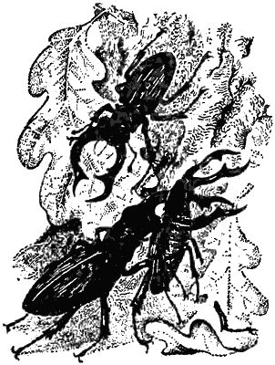 Игорь Акимушкин - Причуды природы