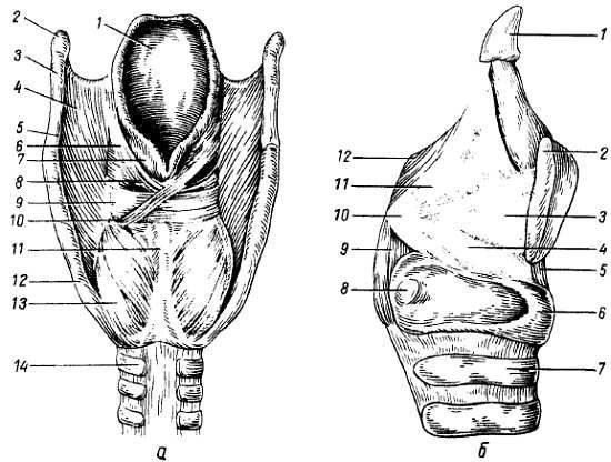 Михаил Привес, Николай Лысенков и др. - Анатомия человека