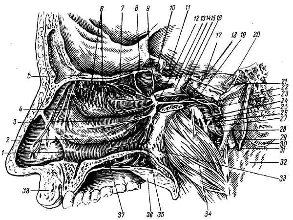 Михаил Привес, Николай Лысенков и др. - Анатомия человека