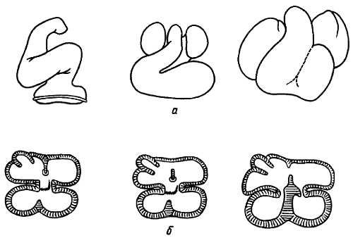 Михаил Привес, Николай Лысенков и др. - Анатомия человека