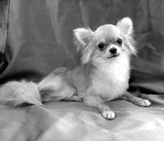 Линиза Жалпанова - Чихуахуа