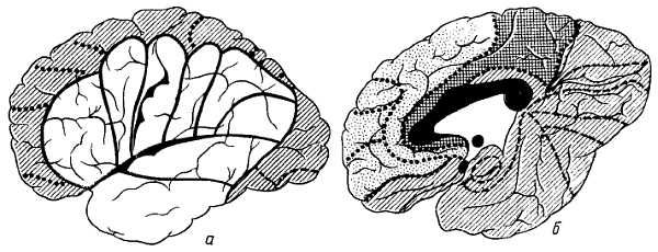 Михаил Привес, Николай Лысенков и др. - Анатомия человека