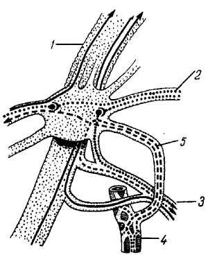 Михаил Привес, Николай Лысенков и др. - Анатомия человека