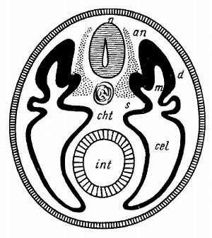 Михаил Привес, Николай Лысенков и др. - Анатомия человека