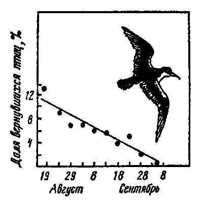 Леонид Соколов - Почему перелетные птицы возвращаются домой