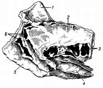 Михаил Привес, Николай Лысенков и др. - Анатомия человека