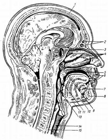 Михаил Привес, Николай Лысенков и др. - Анатомия человека