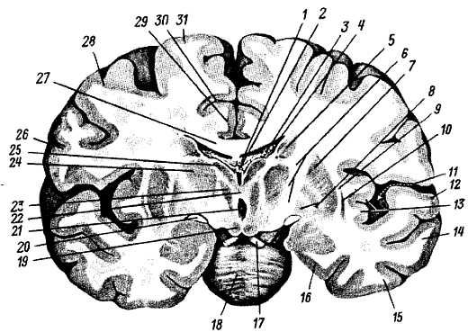 Михаил Привес, Николай Лысенков и др. - Анатомия человека