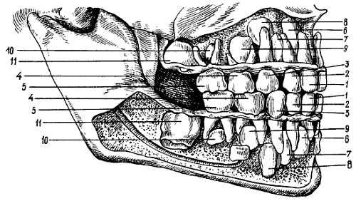 Михаил Привес, Николай Лысенков и др. - Анатомия человека