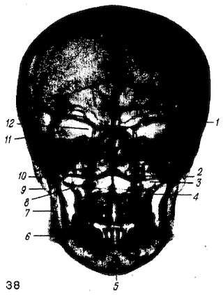 Михаил Привес, Николай Лысенков и др. - Анатомия человека