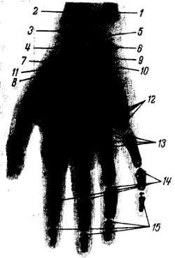 Михаил Привес, Николай Лысенков и др. - Анатомия человека
