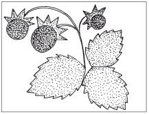 Наталья Дмитриева - Поделки из природных материалов