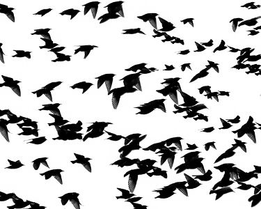 Роман Шмараков - Книга скворцов (журнальный вариант)