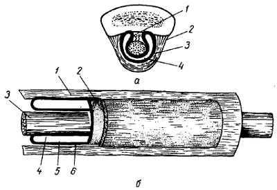 Михаил Привес, Николай Лысенков и др. - Анатомия человека