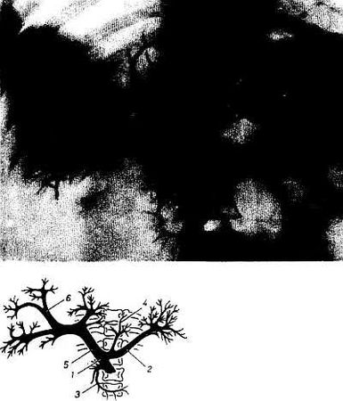 Михаил Привес, Николай Лысенков и др. - Анатомия человека