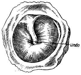Михаил Привес, Николай Лысенков и др. - Анатомия человека