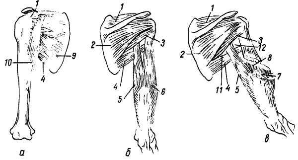 Михаил Привес, Николай Лысенков и др. - Анатомия человека