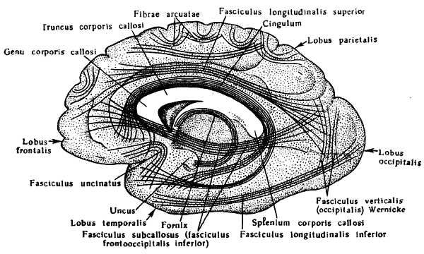 Михаил Привес, Николай Лысенков и др. - Анатомия человека