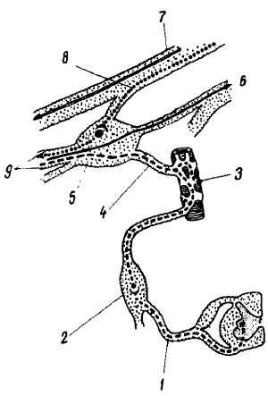 Михаил Привес, Николай Лысенков и др. - Анатомия человека