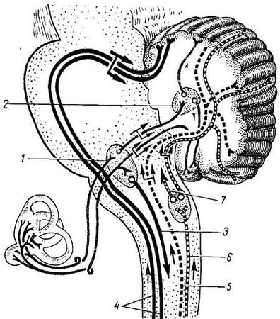 Михаил Привес, Николай Лысенков и др. - Анатомия человека