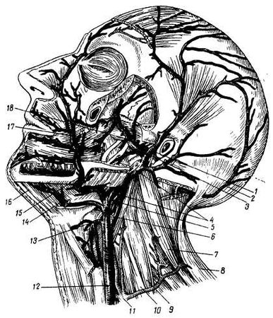 Михаил Привес, Николай Лысенков и др. - Анатомия человека