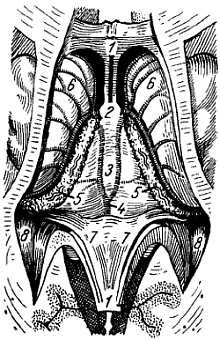 Михаил Привес, Николай Лысенков и др. - Анатомия человека