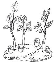 Наталья Дмитриева - Поделки из природных материалов