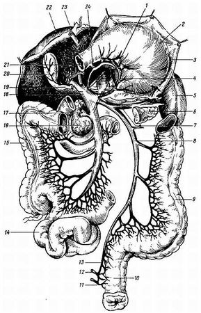 Михаил Привес, Николай Лысенков и др. - Анатомия человека