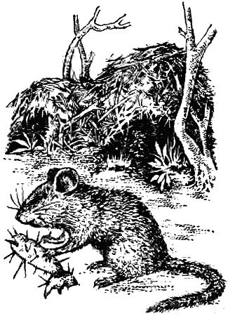 Игорь Акимушкин - Причуды природы