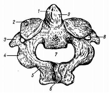 Михаил Привес, Николай Лысенков и др. - Анатомия человека