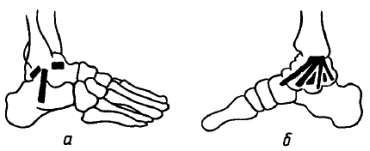 Михаил Привес, Николай Лысенков и др. - Анатомия человека