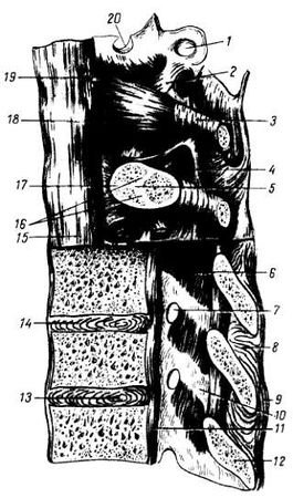 Михаил Привес, Николай Лысенков и др. - Анатомия человека