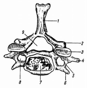 Михаил Привес, Николай Лысенков и др. - Анатомия человека