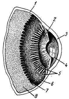 Михаил Привес, Николай Лысенков и др. - Анатомия человека