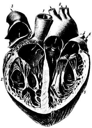 Михаил Привес, Николай Лысенков и др. - Анатомия человека