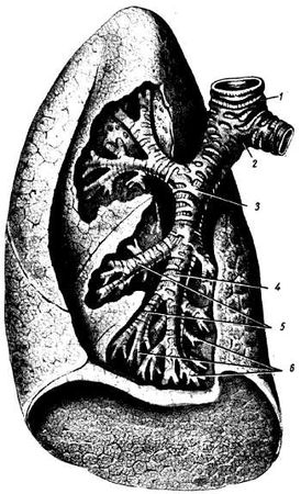 Михаил Привес, Николай Лысенков и др. - Анатомия человека